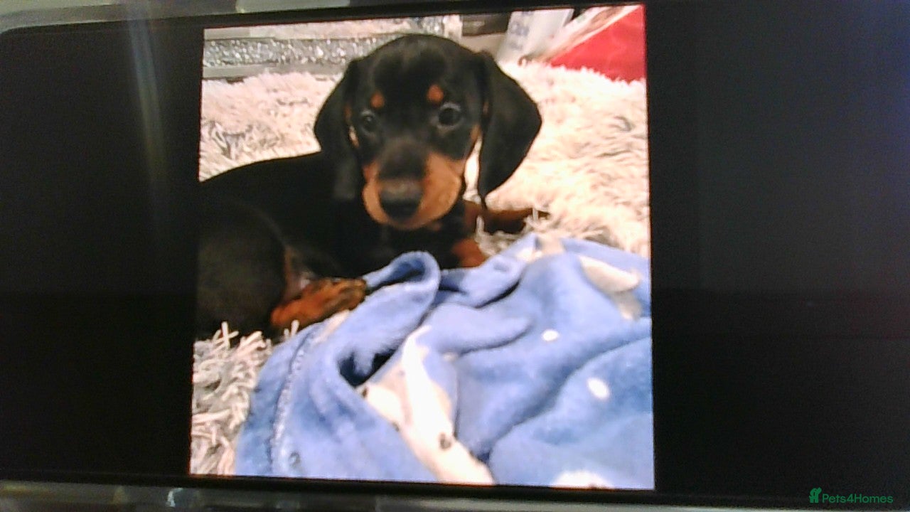 Dachshund dogs teddy - Advert 2