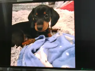 Dachshund dogs teddy - Advert 2