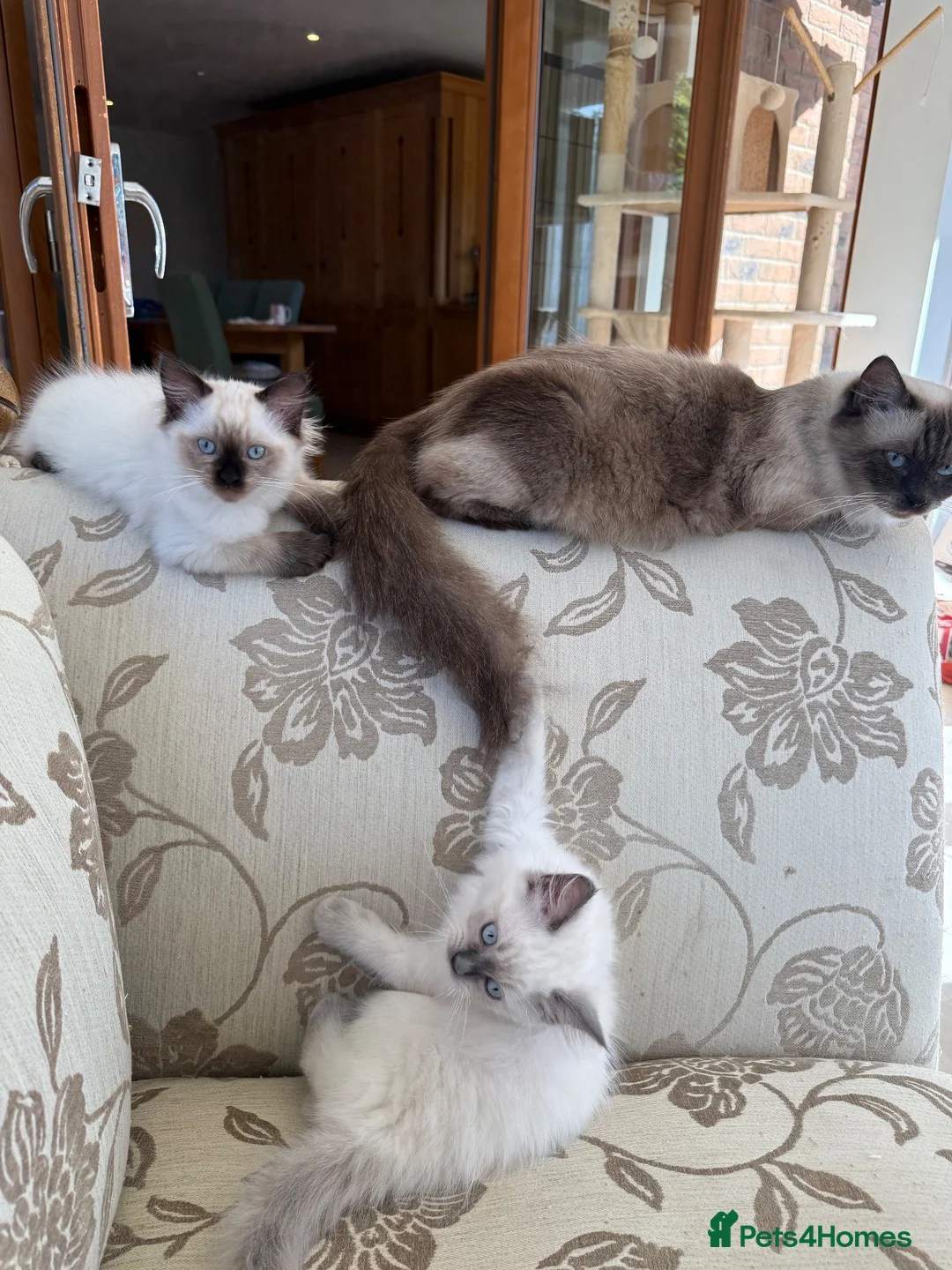 Ragdoll cats for sale: Adorable ragdoll kittens only two left - Advert 1