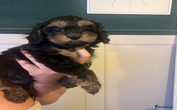 Cavapoo dogs for sale: Tiny Cavapoo - Image 7
