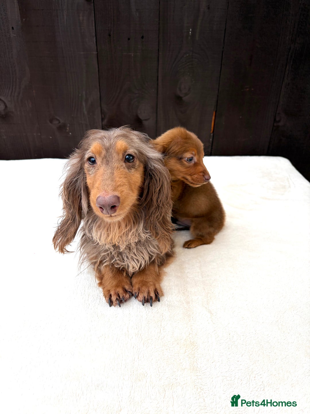 Miniature Dachshund dogs for sale: Dachshund puppy only 1 Boy still available  - Advert 12