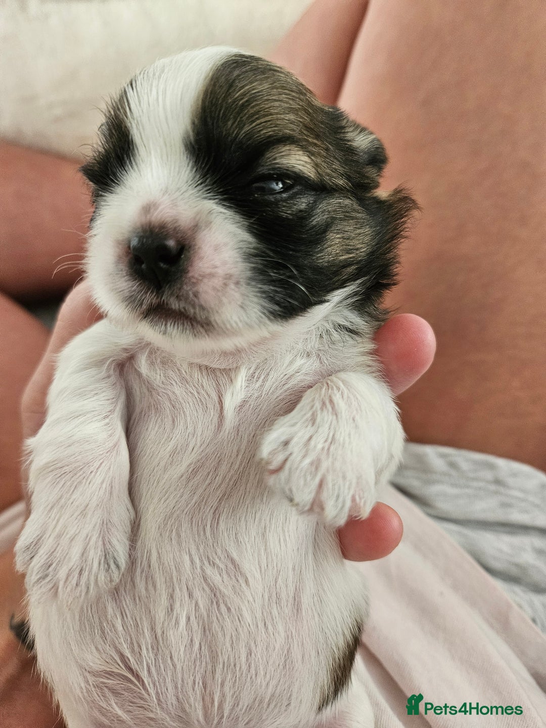 Shih Tzu dogs for sale: Beautiful shihtzu puppies  - Advert 7