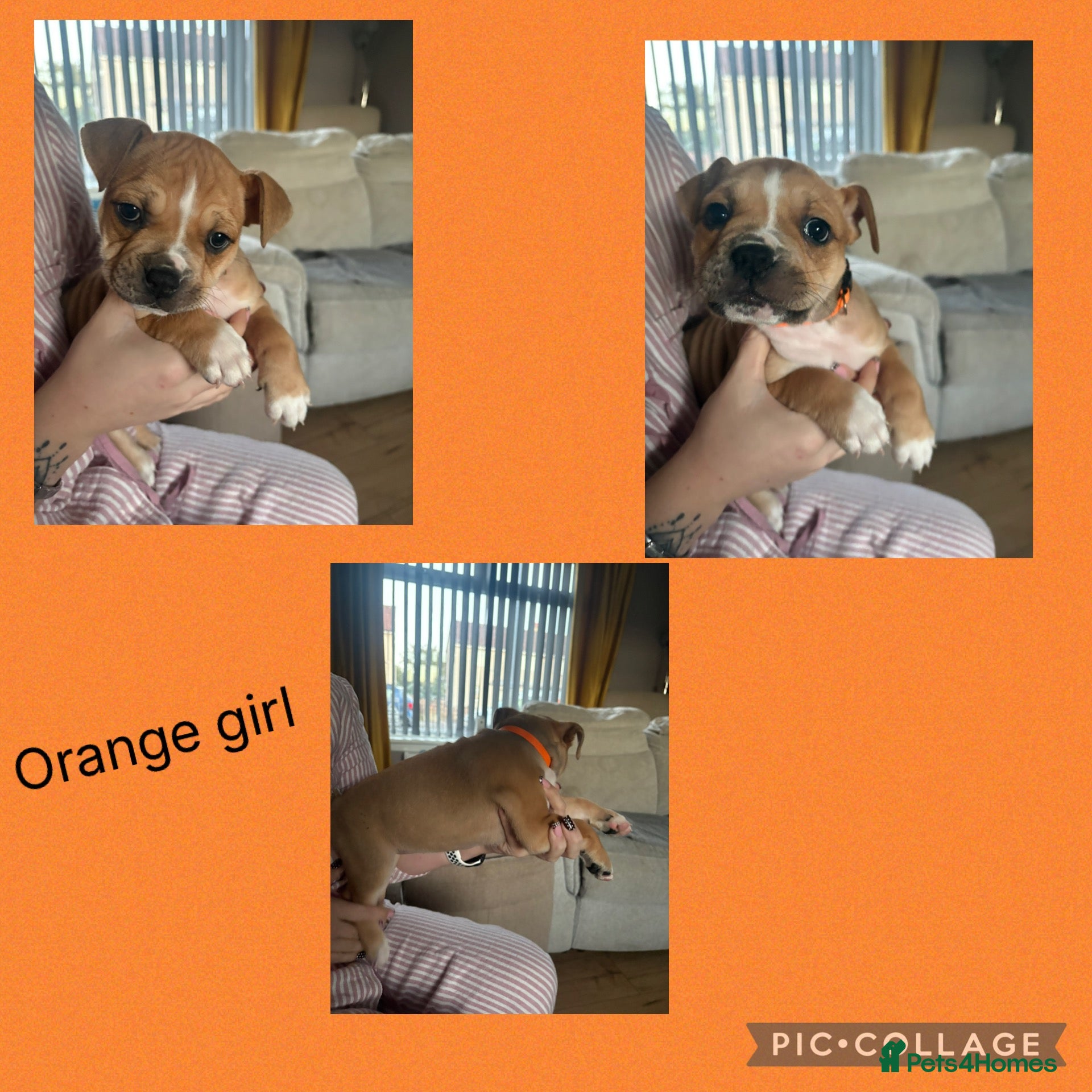 Mixed Breed dogs American bulldog cross staff pups  - Advert 21