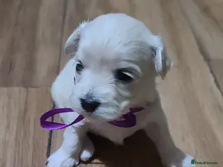 Bichon Frise dogs 3 puppy Bichon Maltese - Advert 3