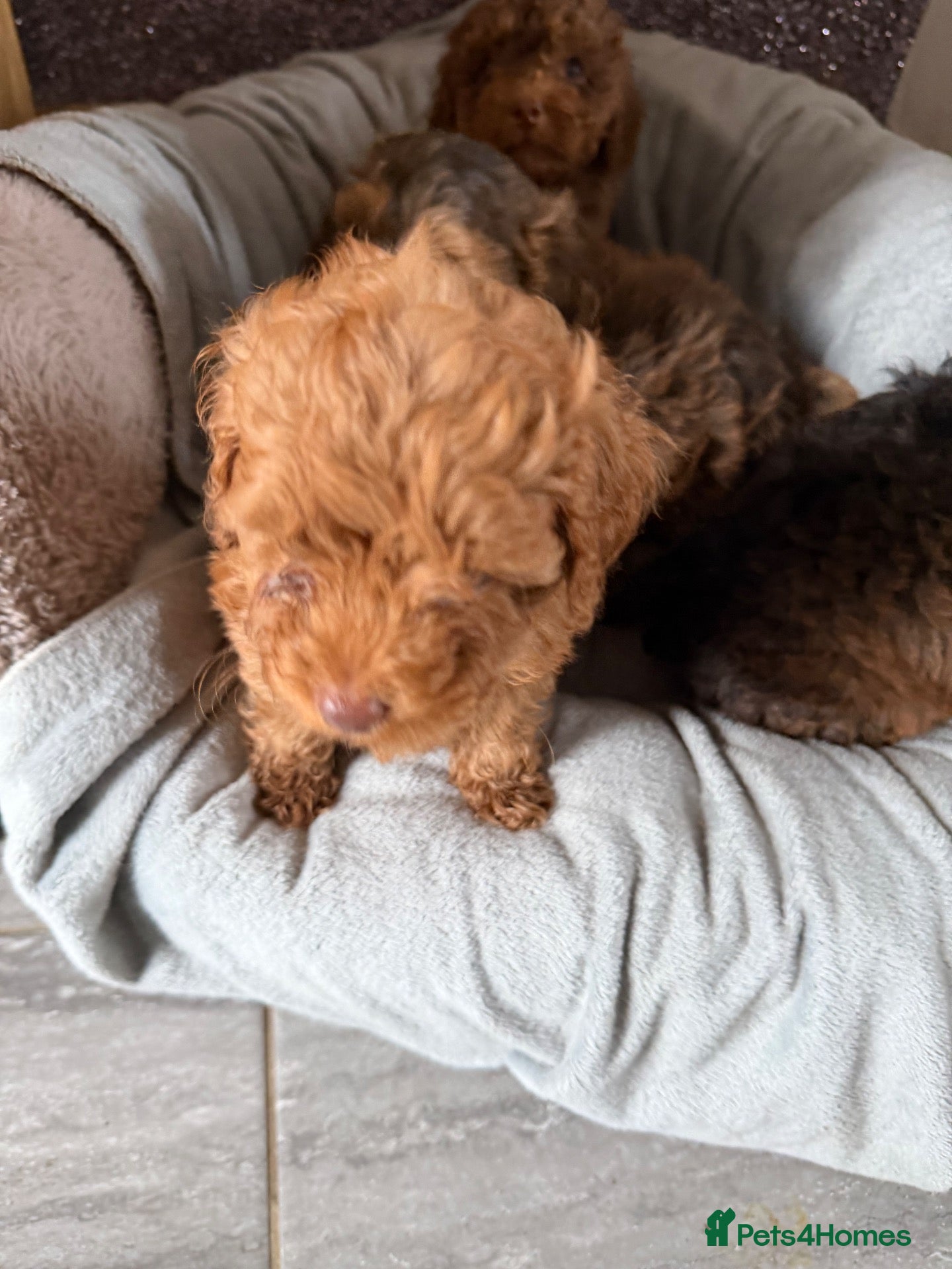 Cockapoo dogs F1B Cockapoo Puppies - Advert 6