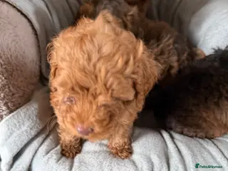 Cockapoo dogs F1B Cockapoo Puppies - Advert 6