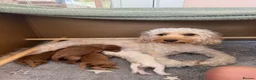 Cockapoo dogs for sale: Gorgeous Cockapoo Puppy  in Hinckley - Advert 16