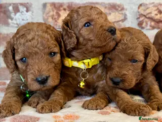 Cockapoo dogs F1b solid red cockapoos 🐾 - Advert 2