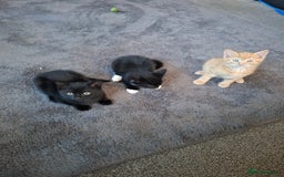 Mixed Breed cats for sale: 3 adorable male kittens  - Image 7