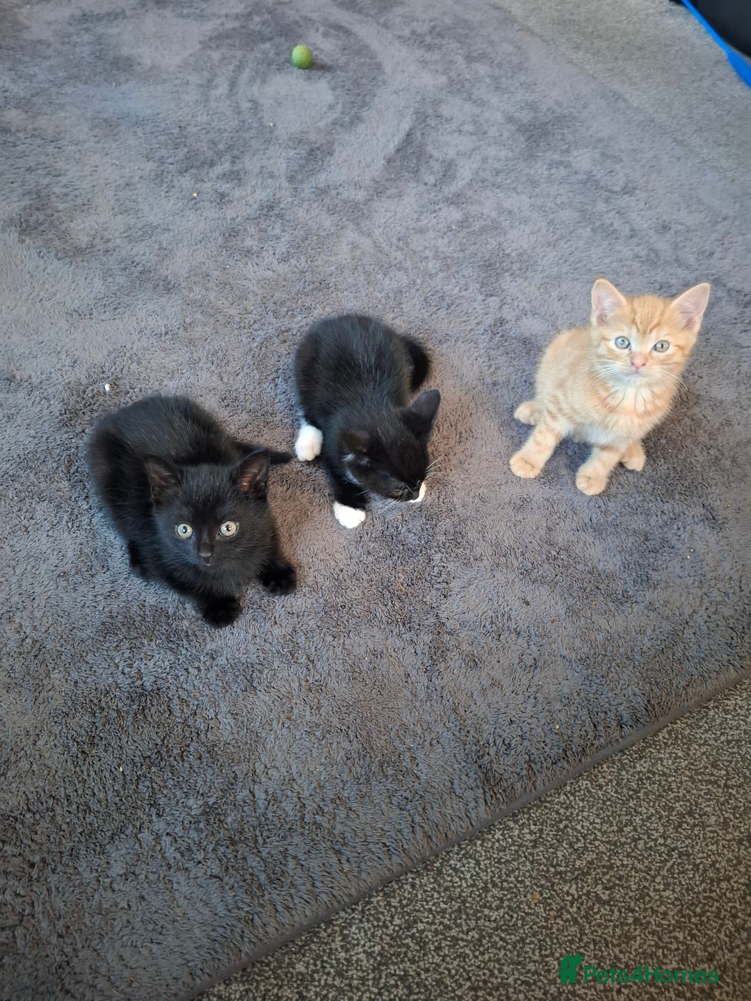 Mixed Breed cats for sale: 3 adorable male kittens  - Image 7