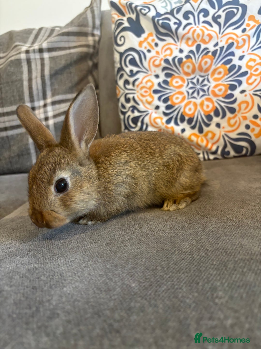 Rex rabbits for sale: Rex cross Mini Lop  - Image 6