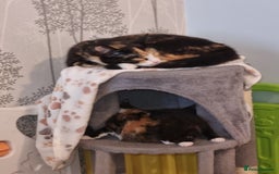 Mixed Breed cats for sale: Kittens - Image 4