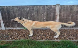 Mixed Breed dogs for sale: Gentle giant, only 5 stars home - Image 6