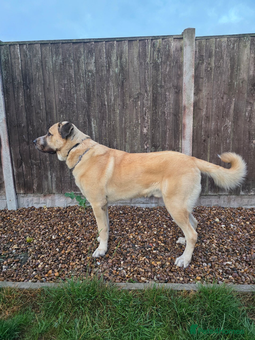 Mixed Breed dogs for sale: Gentle giant, only 5 stars home - Image 6