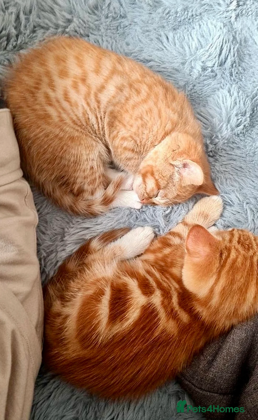 Mixed Breed cats for sale: Lovely Kittens in London - Advert 1