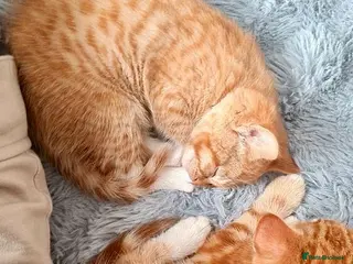 Mixed Breed cats Lovely Kittens - Advert 2