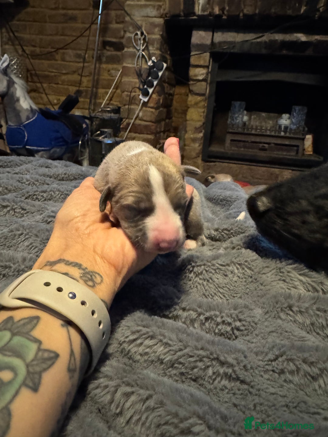 Whippet dogs for sale: Stunning whippets  - Image 10