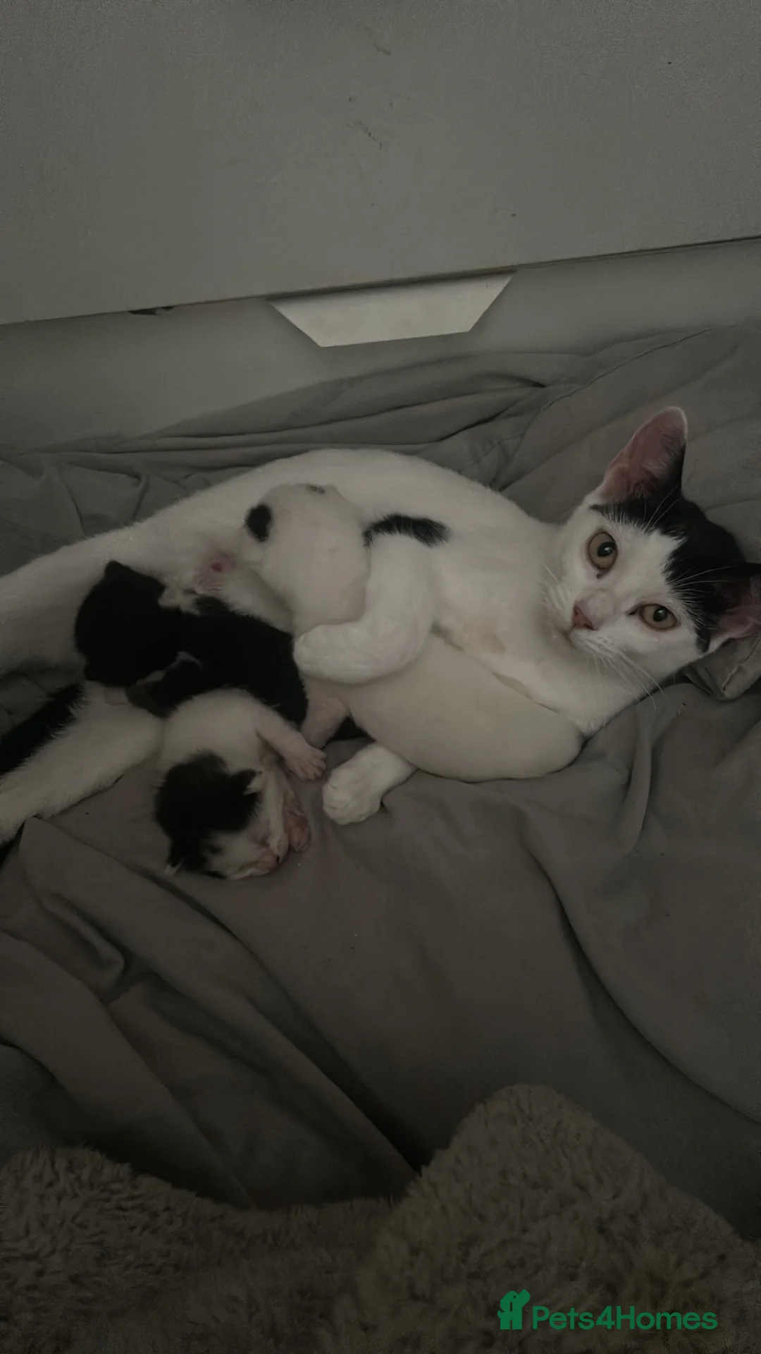 Mixed Breed cats for sale: Kittens for sale  - Advert 2