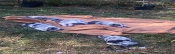 Border Collie dogs for sale: Beautiful Blue Merle Collie Puppies  - Advert 4