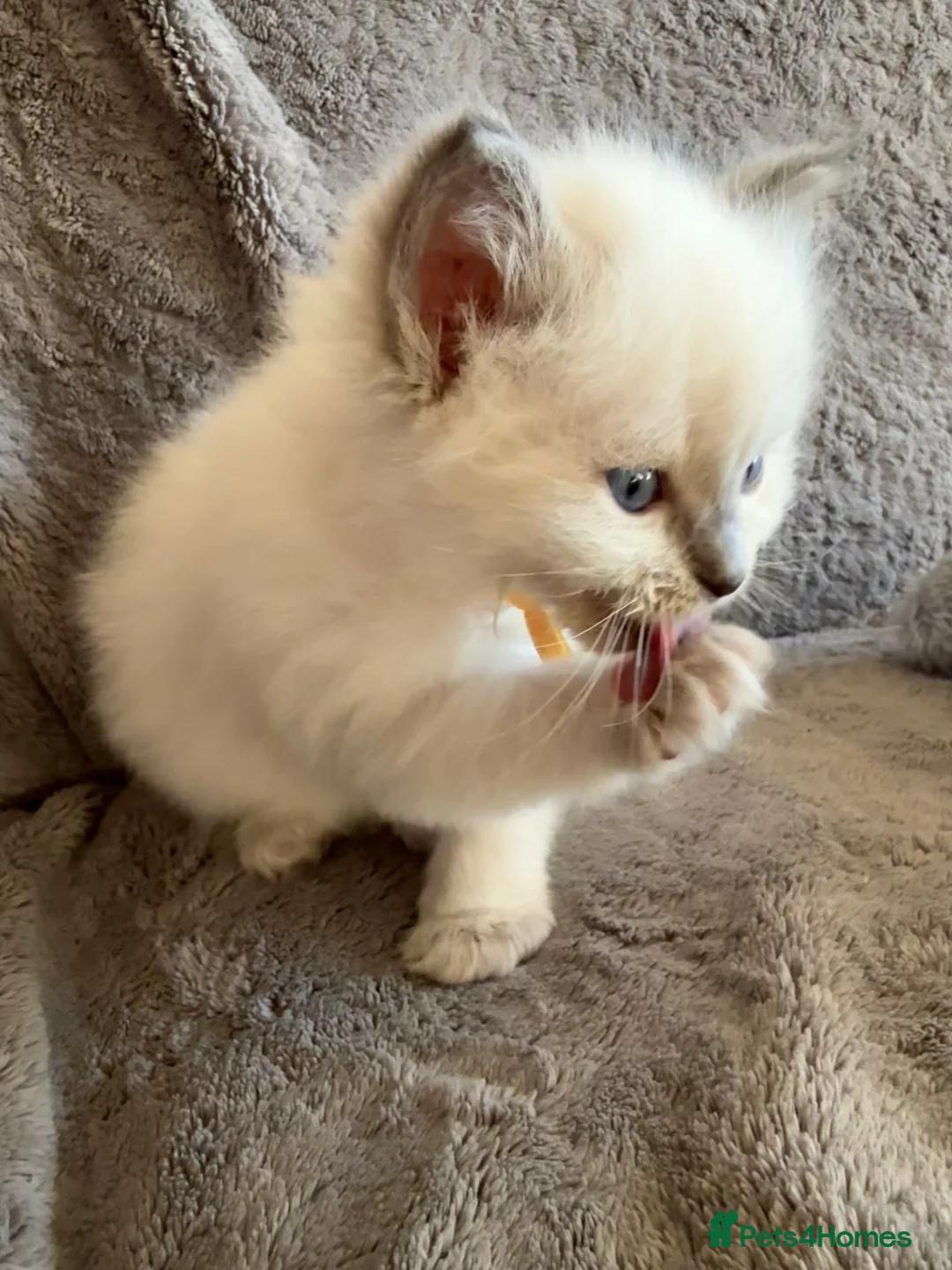 Ragdoll cats for sale: 2 Genetic tested pure Ragdoll Tortie Girl’s Ready - Advert 14