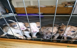Lurcher dogs for sale: 8 beautiful lurcher puppies  - Image 4
