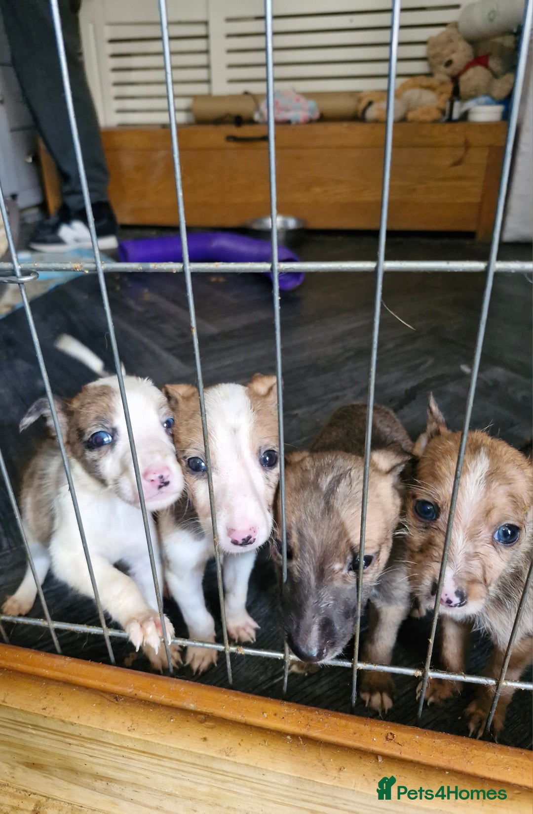 Lurcher dogs for sale: 8 beautiful lurcher puppies  - Image 4