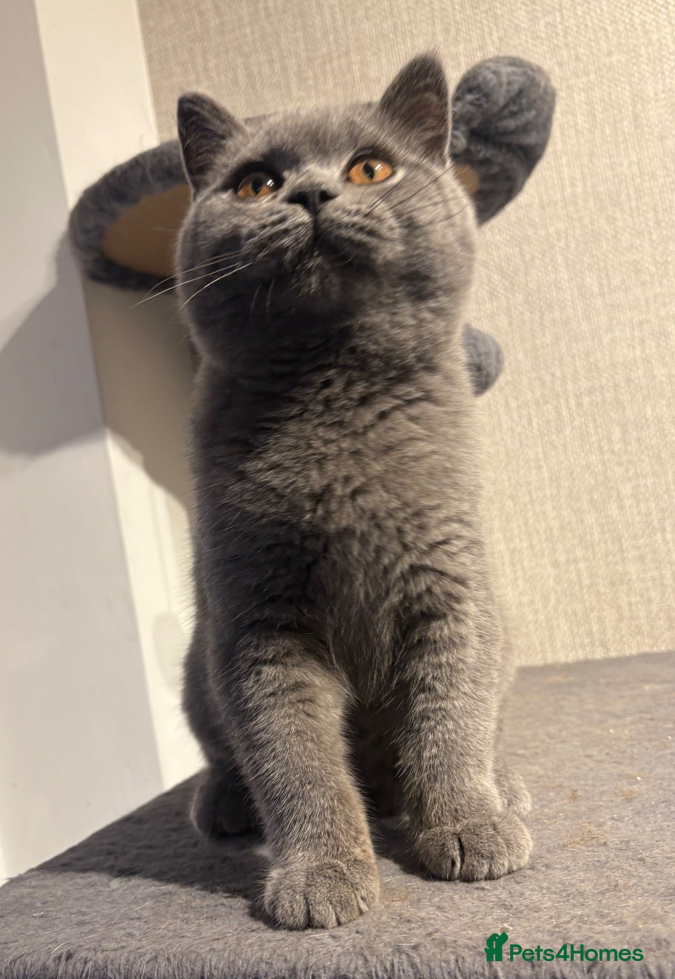 British Shorthair cats Show quality British Shorthair girl  - Advert 3