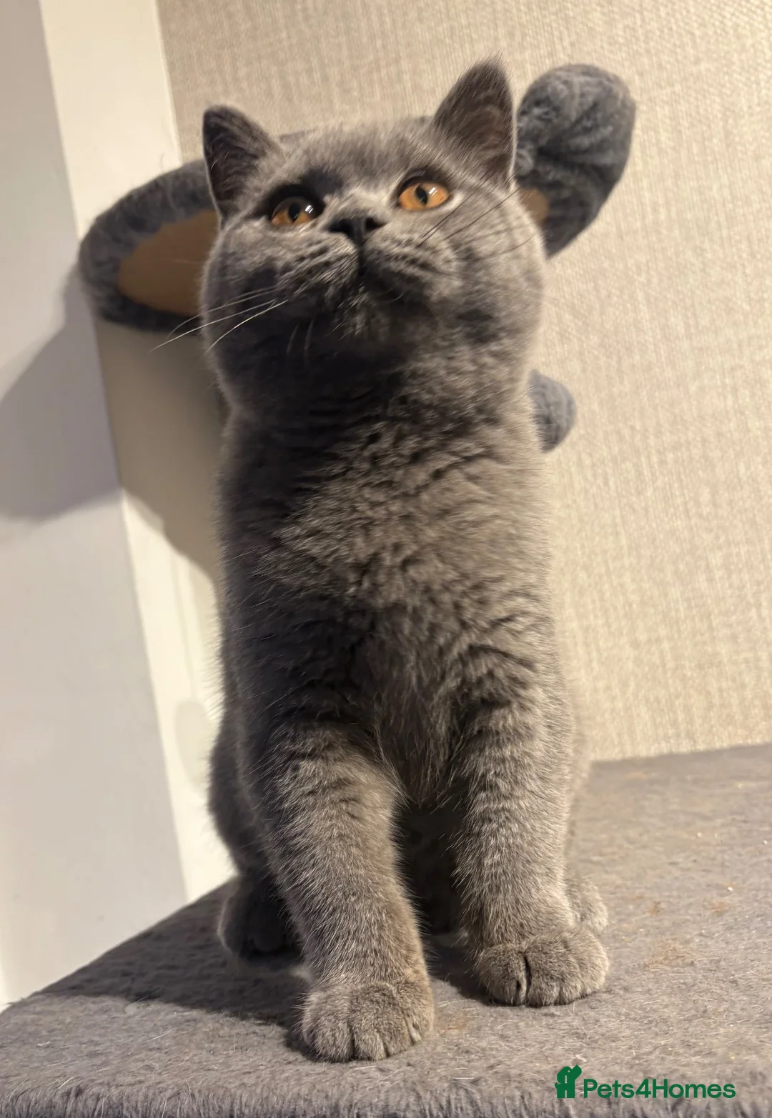 British Shorthair cats for sale: Show quality British Shorthair girl  - Advert 1
