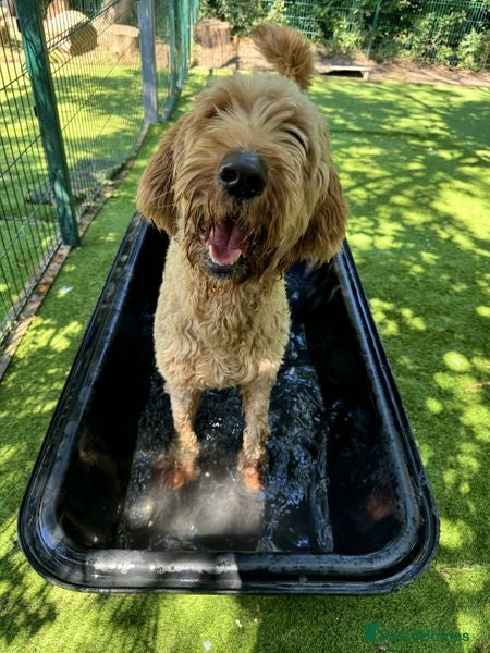 Mixed Breed dogs Dave is looking for home! in Waltham Abbey - Advert 24