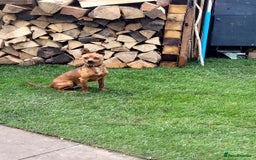 Miniature Pinscher dogs for stud: Beautiful Miniature Pinscher STUD dog - Image 1