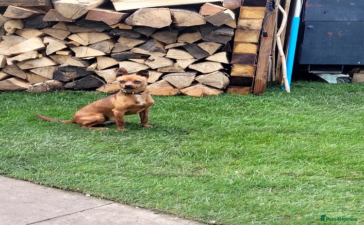 Miniature Pinscher dogs - Advert 1