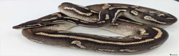 Python Snake reptiles for sale: Last few royals need moving on asap - Advert 11