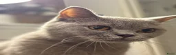British Shorthair cats for sale: ❤️Cuddly Rare Pure Bsh Lilac looking 4 loving Home - Advert 8