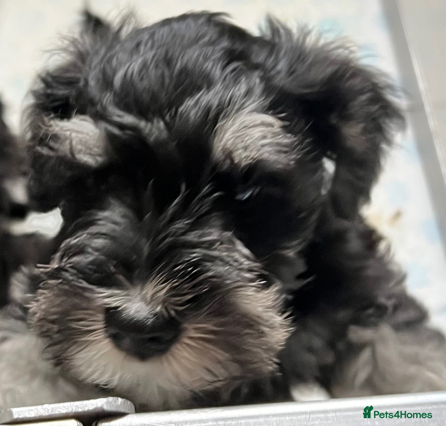 Miniature Schnauzer dogs Black & Silver Puppy  - Advert 10