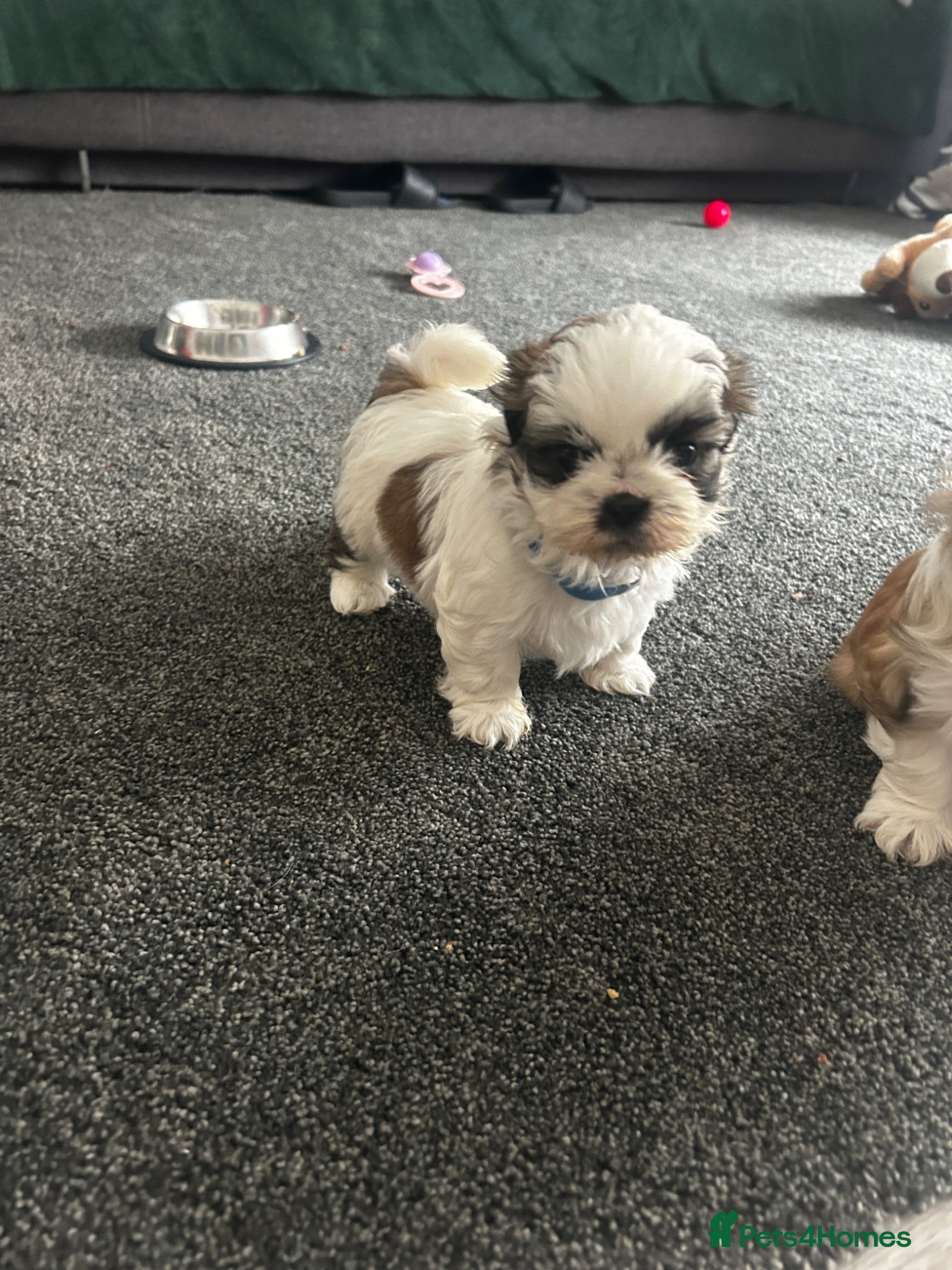 Shih Tzu dogs Shih Tzu  - Advert 14