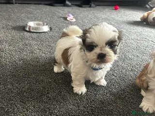 Shih Tzu dogs Shih Tzu - Advert 14