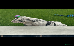 English Bulldog dogs for sale: Grey Merle male english bulldog puppy - Image 38