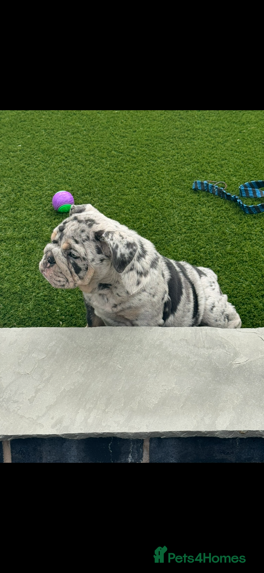 English Bulldog dogs for sale: Grey Merle male english bulldog puppy - Image 38