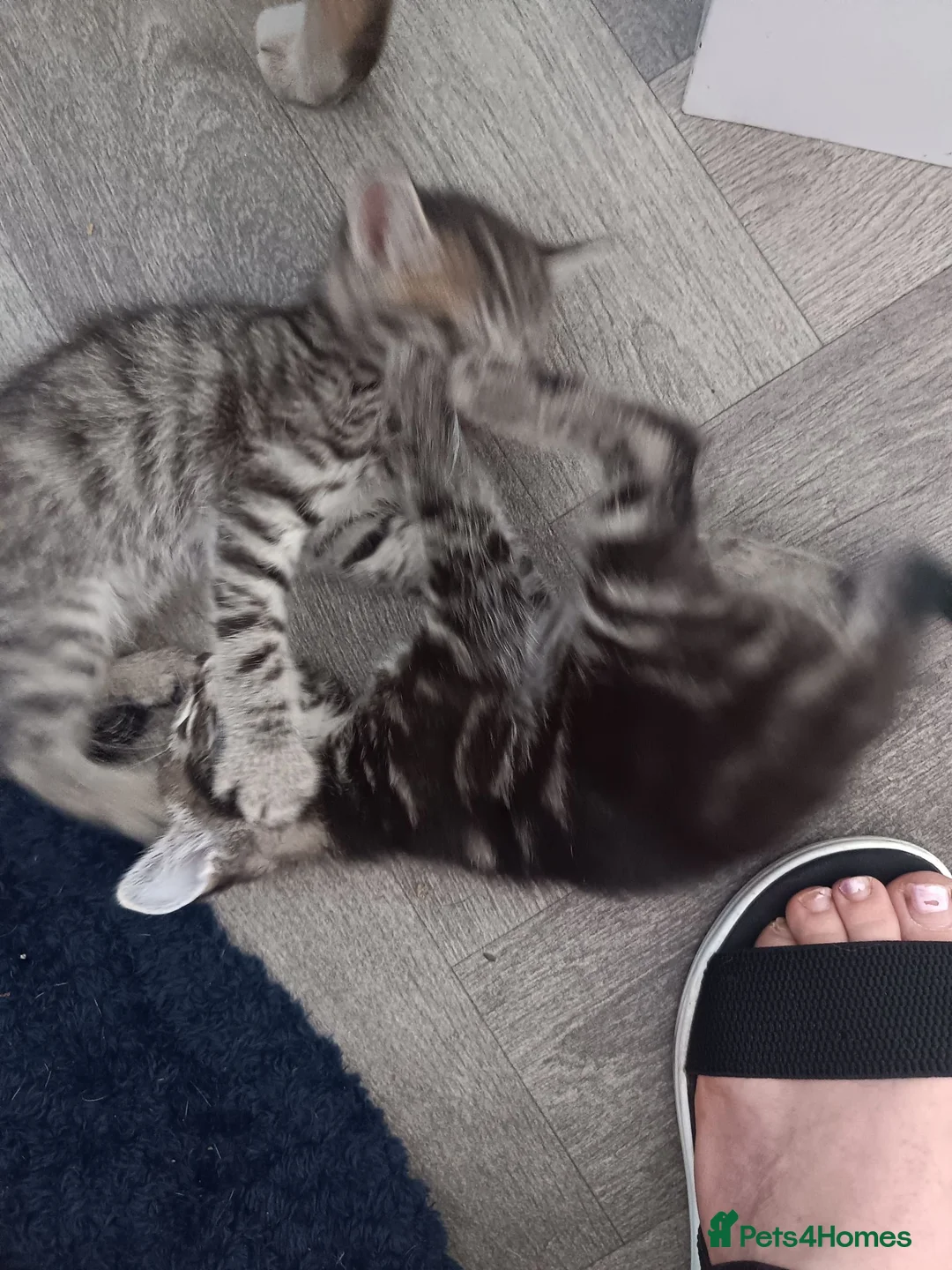 Mixed Breed cats for sale: Bengal cross  - Advert 2