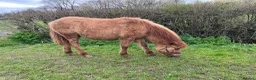 Dartmoor horses for sale: Dartmoor Hill Pony Filly yearling Red Dun in Yeovil - Advert 2
