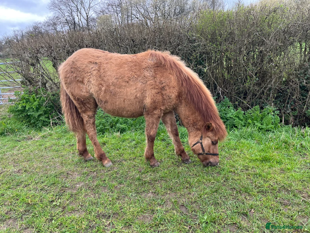 Dartmoor horses for sale: Dartmoor Hill Pony Filly yearling Red Dun in Yeovil - Advert 2