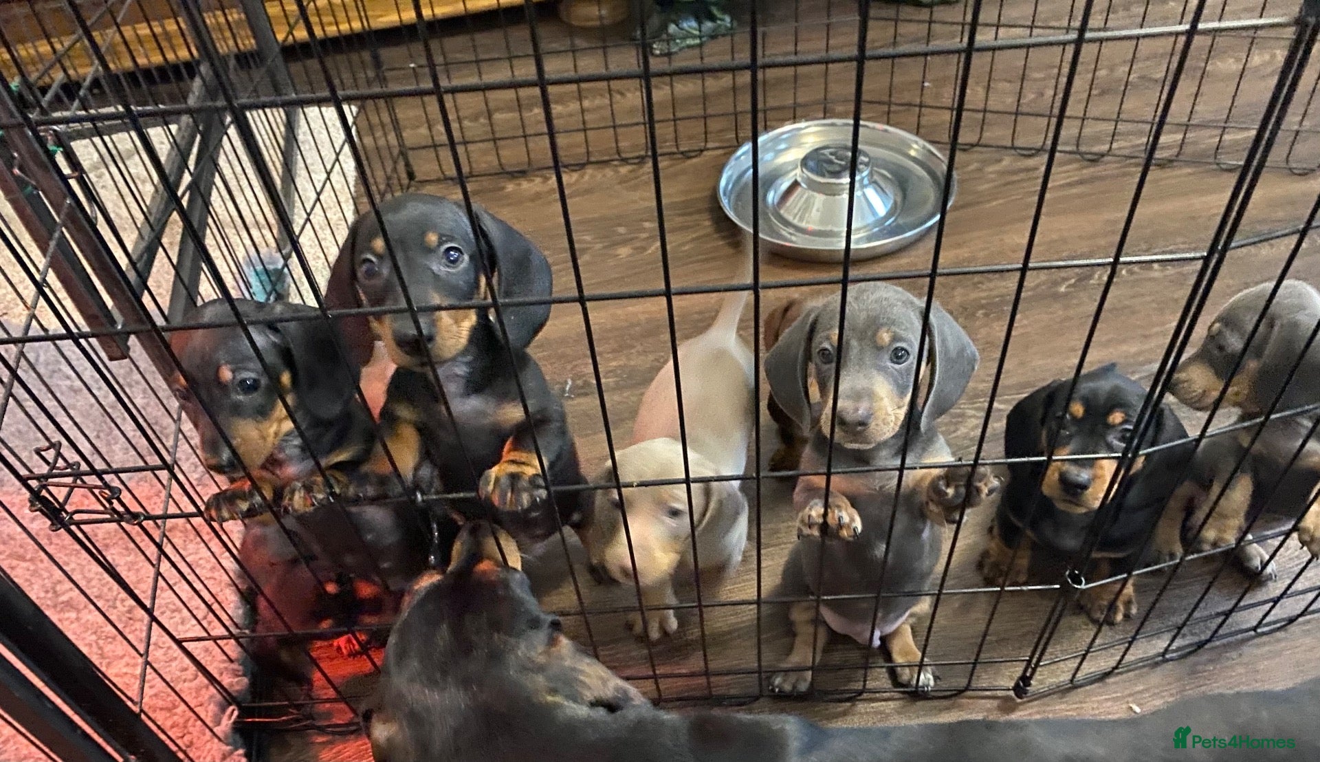 Dachshund dogs 9 Miniature Dachshunds – Ready 19th October! - Advert 10
