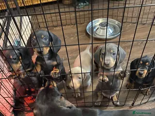 Dachshund dogs 9 Miniature Dachshunds – Ready 19th October! - Advert 10