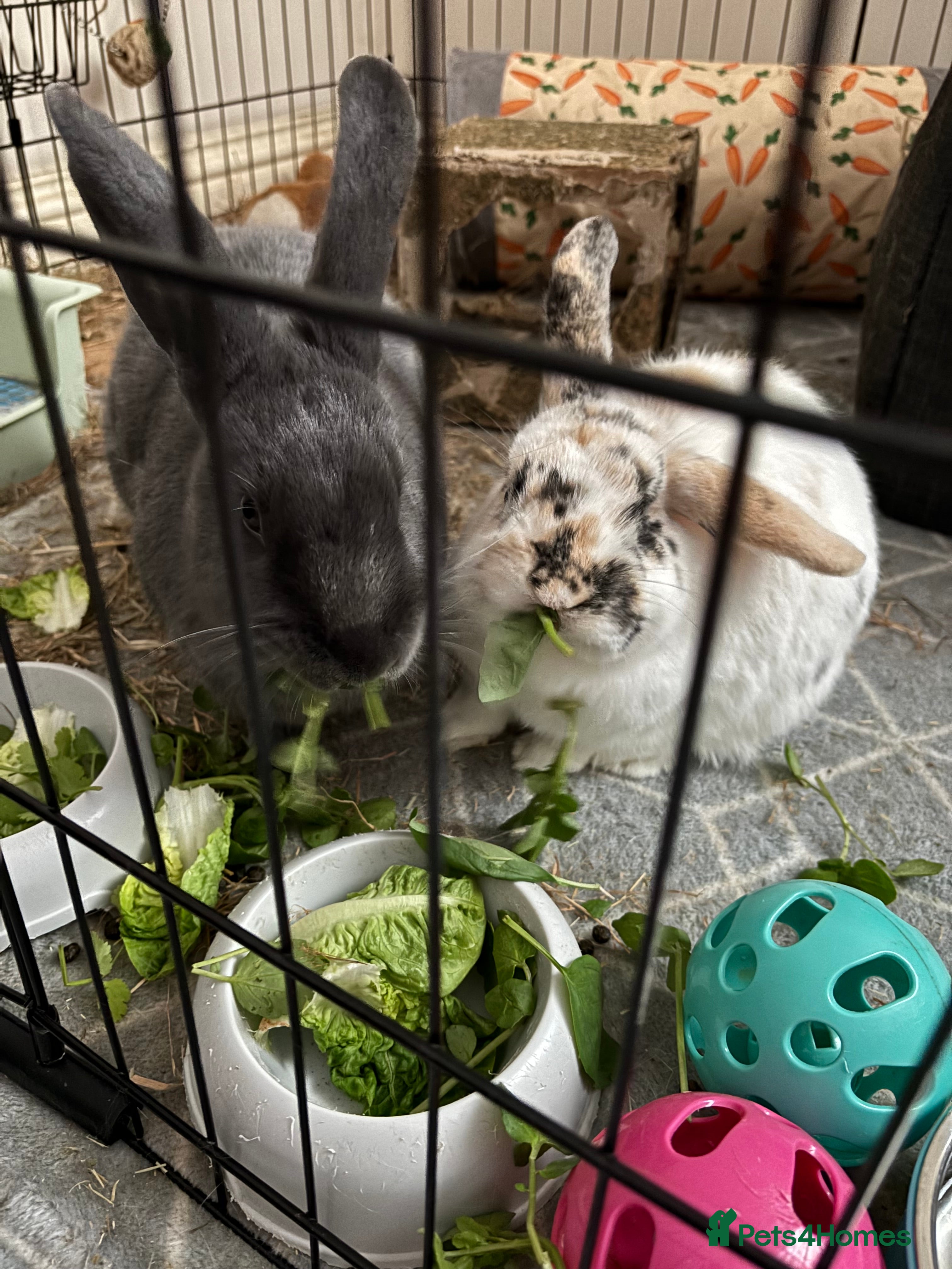 Mixed Breed rabbits 2 rabbits in need of forever home - Advert 1