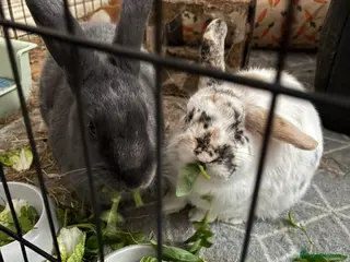 Mixed Breed rabbits 2 rabbits in need of forever home - Advert 8