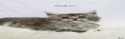 Maine Coon cats for sale: Beautiful Maine Coon kittens ( polydactyl)  - Advert 8