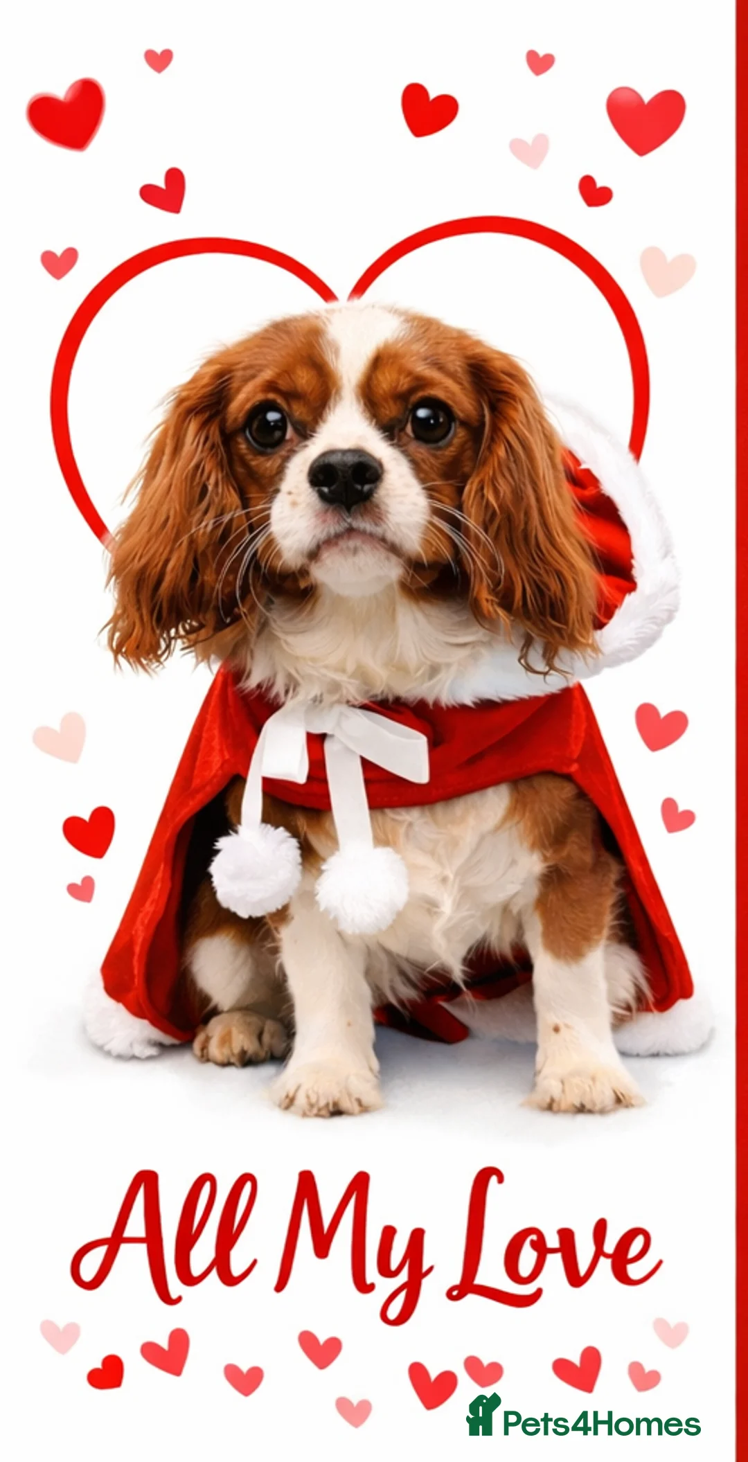 Cavalier King Charles Spaniel dogs for sale: Beautiful Cavalier Puppies available 😍  - Advert 15