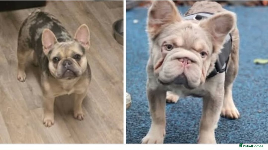 French Bulldog dogs for sale: luxury frenchies - Image 17