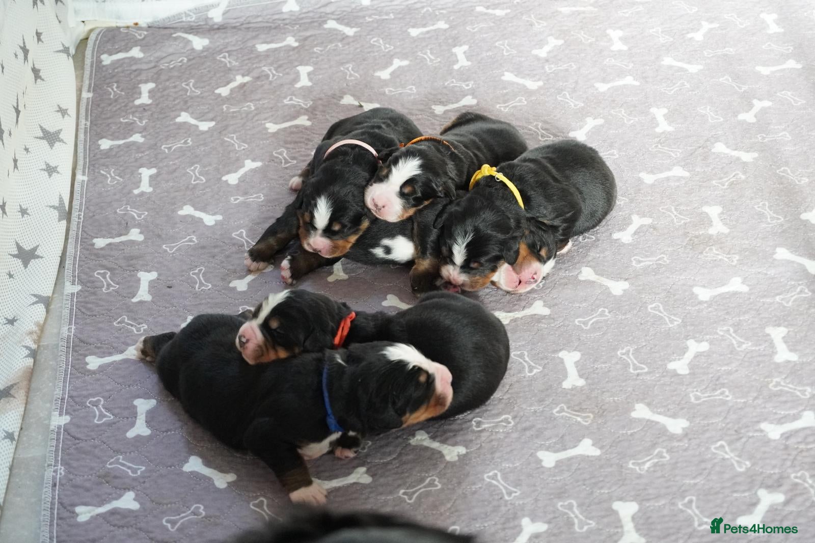 Bernese Mountain Dog dogs KC Registered Bernese Mounrain Dog Puppies - Advert 2