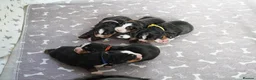Bernese Mountain Dog dogs for sale: KC Registered Bernese Mounrain Dog Puppies - Advert 2